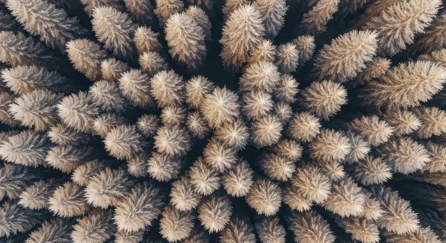 An aerial view of a forest of pine trees photo