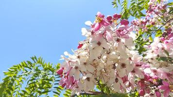 Bright pink and white acacia flowers bloom under clear blue sky. Natural botanical background with flowers with clear blue sky. Copy space photo