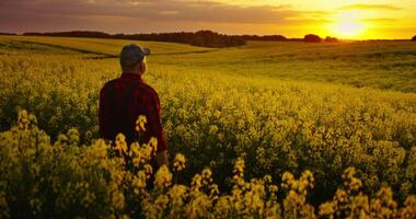 Calm Picturesque Scenery In Countryside, Rear View Of Senior Farmer Admiring Fascinating Sunset video