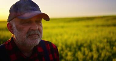 Caucasian Old Farmer Walking In Farmland, Portrait Of Agronomist In Blooming Agricultural Fields video