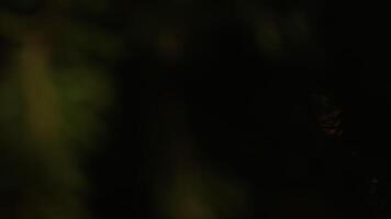 Closeup View Of Beautiful Face Of Young Woman Breathing Fresh Aroma Of Fir-Tree Branch In steam Bath video
