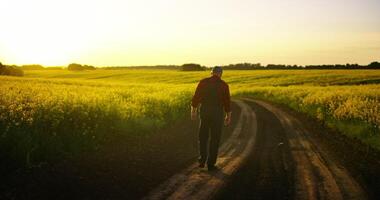 Beautiful Rape Plantation In Farmland, Farmer Walking Alone On Path In Sunset Or Sunrise, Back View video