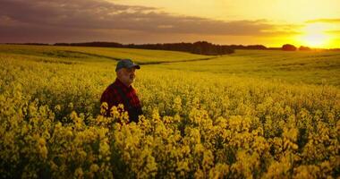 Senior Old Farmer Walking Alone On Huge Blooming Rape Plantation In Sunrise Or Sunset video
