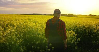 Person And Nature, Aged Agronomist Examining Blooming Rape Plantation In Summertime video