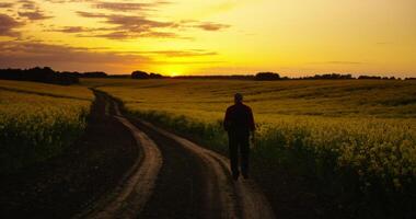 Beautiful Rural Area With Blooming Rape Fields And Lonely Man Walking On Path In Sunset Or Sunrise video