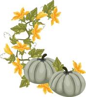 semicircular decorative autumn frame in the shape of a wreath with green leaves, yellow pumpkin flowers and two round green pumpkins, for decorating autumn cards, food designs or other designs vector