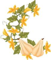 semicircular decorative autumn frame in the shape of a wreath with green leaves, yellow pumpkin flowers and two long white pumpkins, for decorating autumn cards, food designs or other designs vector