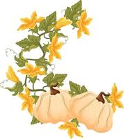 semicircular decorative autumn frame in the shape of a wreath with green leaves, yellow pumpkin flowers and two round white pumpkins, for decorating autumn cards, food designs or other designs vector