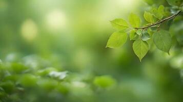Sunlit Green Leaves on Branch with Soft Bokeh Background in Springtime photo