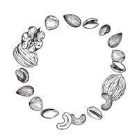 illustration of nuts, walnuts, pistachios, almonds, hazelnuts, cashews. All objects are hand-drawn in . For printing on nut packaging, for the design of departments in the store vector