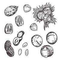 Nuts, pecans, hazelnuts, macadamias, peanuts, hazelnuts, all objects are hand-drawn in . illustration for printing on food packaging, for fabric, paper vector