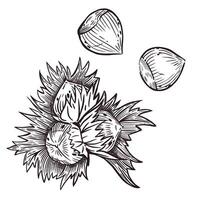 A set of illustrations. Hazelnut, hazelnut, hazelnut, all illustrations are hand-drawn in . The illustration is suitable for printing on paper, fabric, for the design of food packaging vector
