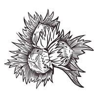 Hazelnut, hazelnut and hazelnut with leaves and a branch. All objects are hand-drawn with ink. For printing on fabric, paper, for nut packaging design, food stores, tableware printing vector