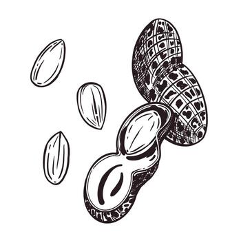 A set of illustrations. Peanuts, peanuts, kernels and inshell peanuts. All objects are hand-drawn with ink. For printing on paper and fabric, nut packaging design, tableware printing vector