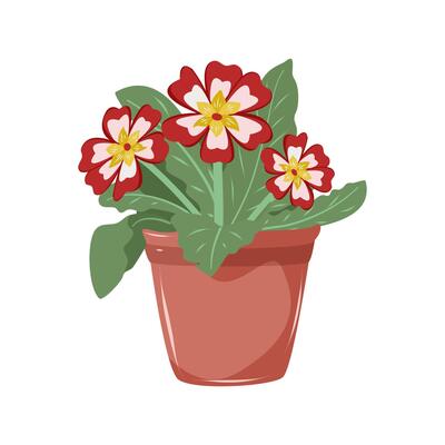 Primrose with red, light pink and yellow petals. Houseplant in flower pot. Decoration for home, office, flower shop. Isolated illustration on white background.