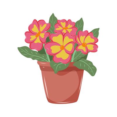 Primrose with pink and yellow petals. Houseplant in flower pot. Decoration for home, office, flower shop. Isolated illustration on white background.