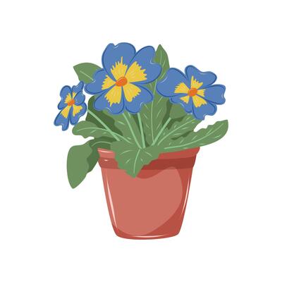 Primrose with blue and yellow petals. Houseplant in flower pot. Decoration for home, office, flower shop. Isolated illustration on white background.