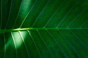A close up of a green leaf with sunlight shining through it photo