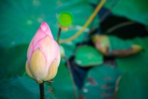 A pink lotus flower is growing in the middle of a green leaf photo