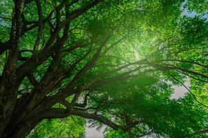 Green tree in forest. Nature background for carbon neutrality. Natural carbon sink fight climate change. Sustainability in carbon-neutral ecosystems. Sustainable environment. Carbon capture. photo