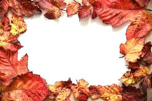 Frame made of autumnal red and orange tree leaves with white paper sheet in the middle. Nature background photo