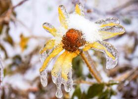 Frozen yellow flower with snowflakes and ice. photo