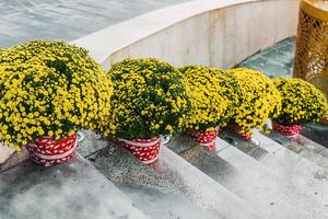 decorations and chrysanthemums flowers as symbol of wealth for Tet Lunar New Year photo
