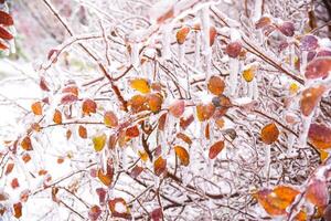 Orange dry leaves growing on the branches covered with ice photo