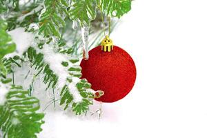 Red shiny Christmas toy ball hanging on fir branch in the snow. Celebration photo