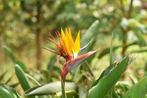 Strelitzia flower or crane flower growing in Vietnam photo