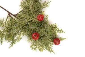 Fake fir tree branch with red baubles for decorating of bouquets and home. photo