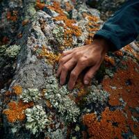 A person's hand touching a rock covered in lichen photo