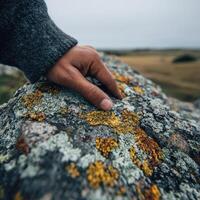 A person's hand touching a rock with lichen on it photo