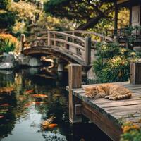 Cat resting by koi pond photo