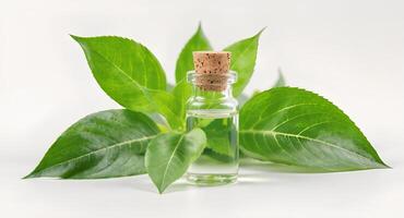 Green tea extract for skin care photo
