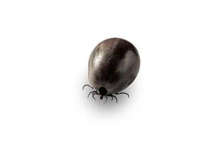 This close-up image shows an engorged tick, swollen with blood, against a white background. It emphasizes the tick s features and health risks, ideal for educational and awareness purposes. photo