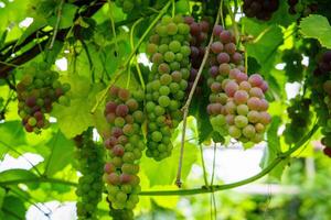 Explore a vibrant vineyard with clusters of unripe grapes glistening in the sunlight. These grapes embody the promise of a bountiful harvest, celebrating nature and healthy living. photo