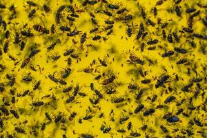 A close-up shot shows a yellow sticky trap filled with dead flies and bugs, illustrating the effectiveness of pest control. The image highlights the reality of insect management. photo