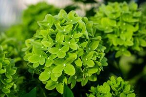 Experience the beauty of lush green hydrangea blooms in this captivating image. Perfect for adding freshness and a touch of nature to your projects, it evokes serenity and natural elegance. photo