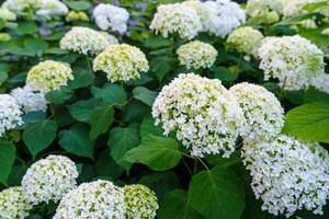 Discover the beauty of white hydrangea blooms in this stunning image. The delicate petals and lush green leaves create a serene floral display, perfect for backgrounds and nature lovers. photo