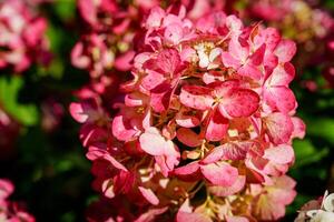 Capture the beauty of a pink hydrangea blossom in full bloom. This image highlights the intricate details and vibrant colors of this beloved flower, perfect for adding elegance to any project. photo