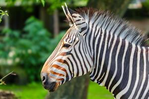 A stunning zebra portrait featuring bold black and white stripes against a lush green backdrop. This captivating image highlights the unique beauty of the zebra, perfect for nature enthusiasts. photo