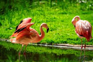 Two Caribbean flamingos wade through calm waters, one spreading its colorful wings. A stunning display of nature s beauty, ideal for wildlife and zoology themes. photo