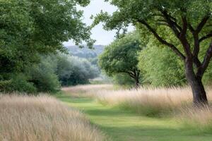 Path winding through tall grass in peaceful meadow photo