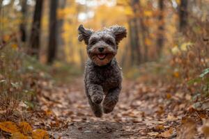 Happy dog running and jumping in autumn forest photo