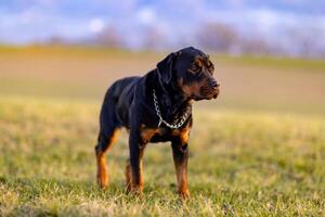 Rottweiler stands in the fieldRottweiler Standing Field photo