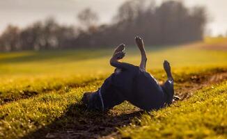 Cheerful Rottweiler somersaults in the meadow under the morningRottweiler somersaults cheerfully in morning meadow photo