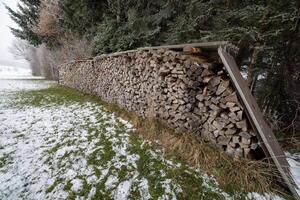 Lots of logs in the winter forestLogs abundant winter forest photo