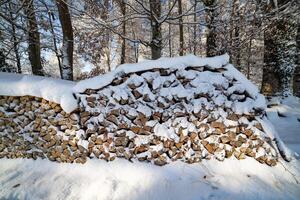 Lots of logs in the winter forestWinter forest full of logs photo