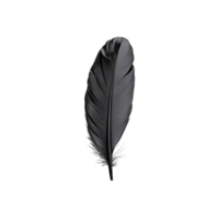 Elegant black feather isolated on a transparent background showcasing delicate texture and natural beauty png